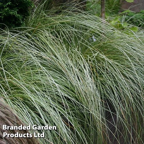Carex Comans 'Frosted Curls' 5 Carex Comans 'Frosted Curls' - Image 5