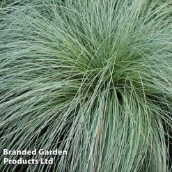 Carex Comans 'Frosted Curls' 11 Carex Comans 'Frosted Curls' -NAOMI Plant Shop CARE FROSTCURL W481041