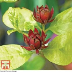 Carolina Allspice -NAOMI Plant Shop CARO T45385 C