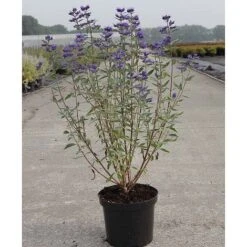 Caryopteris X Clandonensis 'Thetis' -NAOMI Plant Shop CARY T62036 A h