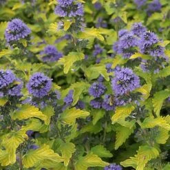 Caryopteris X Clandonensis 'Hint Of Gold'