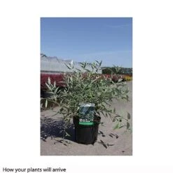 Caryopteris X Clandonensis 'Heavenly Blue' -NAOMI Plant Shop CARY T66107 B h