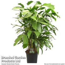 Caryota Mitis -NAOMI Plant Shop CARY MITIS21CM T49698
