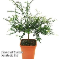 Lime 'Caviar Lime' -NAOMI Plant Shop CAVIARLIME KC5364 A1