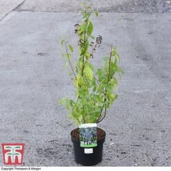 Ceanothus X Delilianus 'Henri Desfosse' -NAOMI Plant Shop CEAN 81105 A