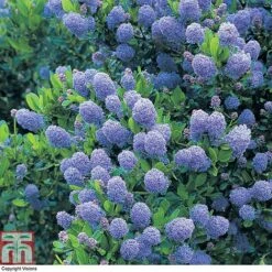 Ceanothus 'Skylark' -NAOMI Plant Shop CEAN TKA0803 A