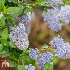 Ceanothus 'Skylark' -NAOMI Plant Shop CEAN TKA0803 D
