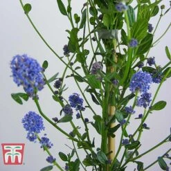 Ceanothus 'Skylark' -NAOMI Plant Shop CEAN TKA0803 E