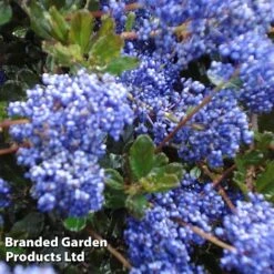 Ceanothus 'Blue Sapphire' -NAOMI Plant Shop CEAN BLUESAPPH S44006