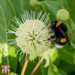 Cephalanthus 'Magical Moonlight'