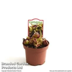 Cephalotus Follicularis -NAOMI Plant Shop CEPH FOLLIC9CM T49625