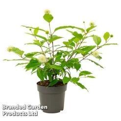 Cephalanthus Occidentalis 'Honeyballs' -NAOMI Plant Shop CEPH HONEYBALL S44109