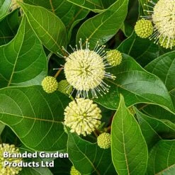 Cephalanthus Occidentalis 'Honeyballs' -NAOMI Plant Shop CEPH HONEYBALL S44112