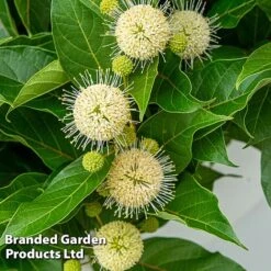 Cephalanthus Occidentalis 'Honeyballs' -NAOMI Plant Shop CEPH HONEYBALL S44113
