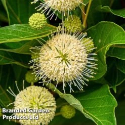 Cephalanthus Occidentalis 'Honeyballs' -NAOMI Plant Shop CEPH HONEYBALL S44115