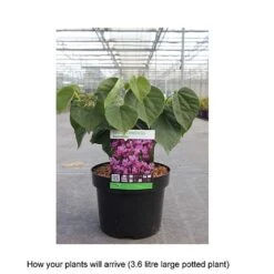 Cercis Chinensis 'Avondale' -NAOMI Plant Shop CERC T67896 B h