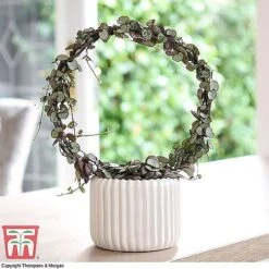 T&M's Choice House Plant Mix -NAOMI Plant Shop CERO WKB7254 B2