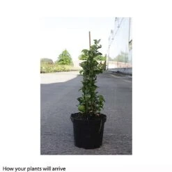 Chaenomeles X Superba 'Jet Trail' -NAOMI Plant Shop CHAE T66127 B h