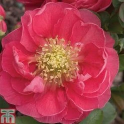 Chaenomeles 'Pink Storm' -NAOMI Plant Shop CHAE T79996 A