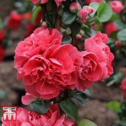 Chaenomeles 'Pink Storm' -NAOMI Plant Shop CHAE T79996 C