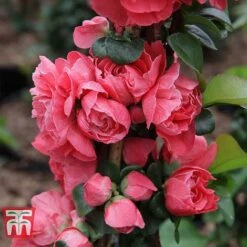 Chaenomeles 'Pink Storm' -NAOMI Plant Shop CHAE T79996 E