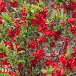 Chaenomeles 'Scarlet Storm' -NAOMI Plant Shop CHAE T79997 B
