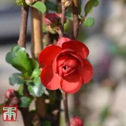 Chaenomeles 'Scarlet Storm' -NAOMI Plant Shop CHAE T79997 E