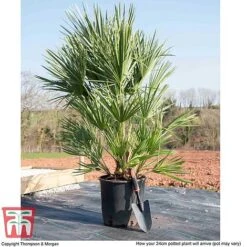 Chamaerops Humilis -NAOMI Plant Shop CHAM T47761 L