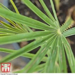 Chamaerops Humilis -NAOMI Plant Shop CHAM T47762 D1