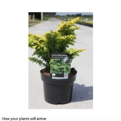 Chamaecyparis Obtusa 'Fernspray Gold' -NAOMI Plant Shop CHAM T66132 A h