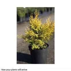 Chamaecyparis Obtusa 'Lucas' -NAOMI Plant Shop CHAM T66133 A h