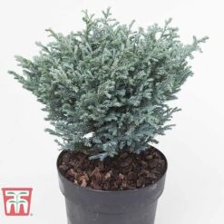 Chamaecyparis Pisifera 'Boulevard' -NAOMI Plant Shop CHAM T66137 B