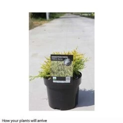 Chamaecyparis Pisifera 'Filifera Aurea' -NAOMI Plant Shop CHAM T66138 B h