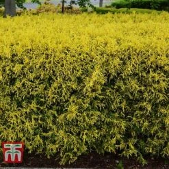 Chamaecyparis Pisifera 'Filifera Aurea' -NAOMI Plant Shop CHAM T66138 C