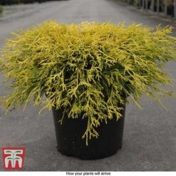 Chamaecyparis Pisifera 'Filifera Aurea' -NAOMI Plant Shop CHAM T66138 E