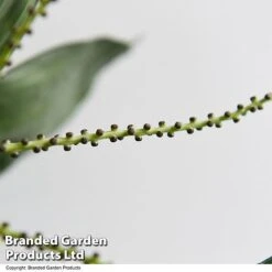 Chamaedorea Metallica -NAOMI Plant Shop CHAM METALLICA T49954