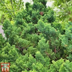 Chamaecyparis Obtusa 'Nana Gracilis' -NAOMI Plant Shop CHAM NANAGRACI L06751W