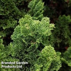 Chamaecyparis Obtusa 'Brigitte'
