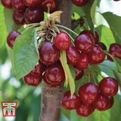 Cherry 'Stella' -NAOMI Plant Shop CHER CWW3244 A1