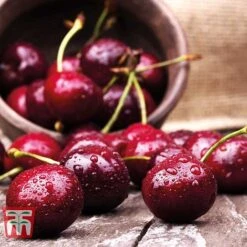 Cherry 'Sunburst' -NAOMI Plant Shop CHER CWW3402 D