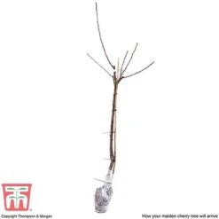 Cherry 'Sunburst' -NAOMI Plant Shop CHER CWW3402 E