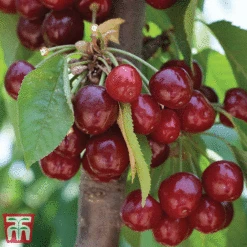 Favourite Fruit Tree Collection -NAOMI Plant Shop CHER KA7999 D