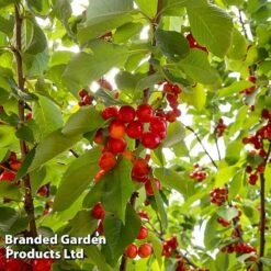 Cherry 'Sylvia' (Mini Fruit Tree) -NAOMI Plant Shop CHER T10442 C1