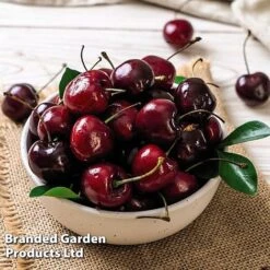 Cherry 'Sylvia' (Mini Fruit Tree) -NAOMI Plant Shop CHER T10442 E1