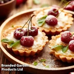 Cherry 'Sylvia' (Mini Fruit Tree) -NAOMI Plant Shop CHER T10442 F