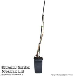 Cherry 'Sylvia' (Mini Fruit Tree) -NAOMI Plant Shop CHER T10442 G