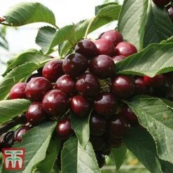 Cherry 'Kordia' -NAOMI Plant Shop CHER TKA1763 BB