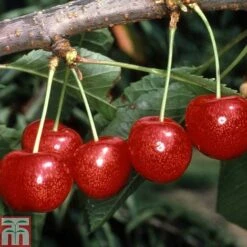 Cherry 'Morello' -NAOMI Plant Shop CHER TKA1769 A