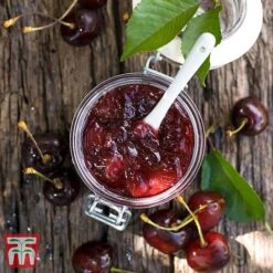 Cherry 'Morello' -NAOMI Plant Shop CHER TKA1769 DD