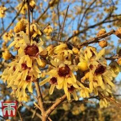 Chimonanthus Praecox -NAOMI Plant Shop CHIM T58138 C